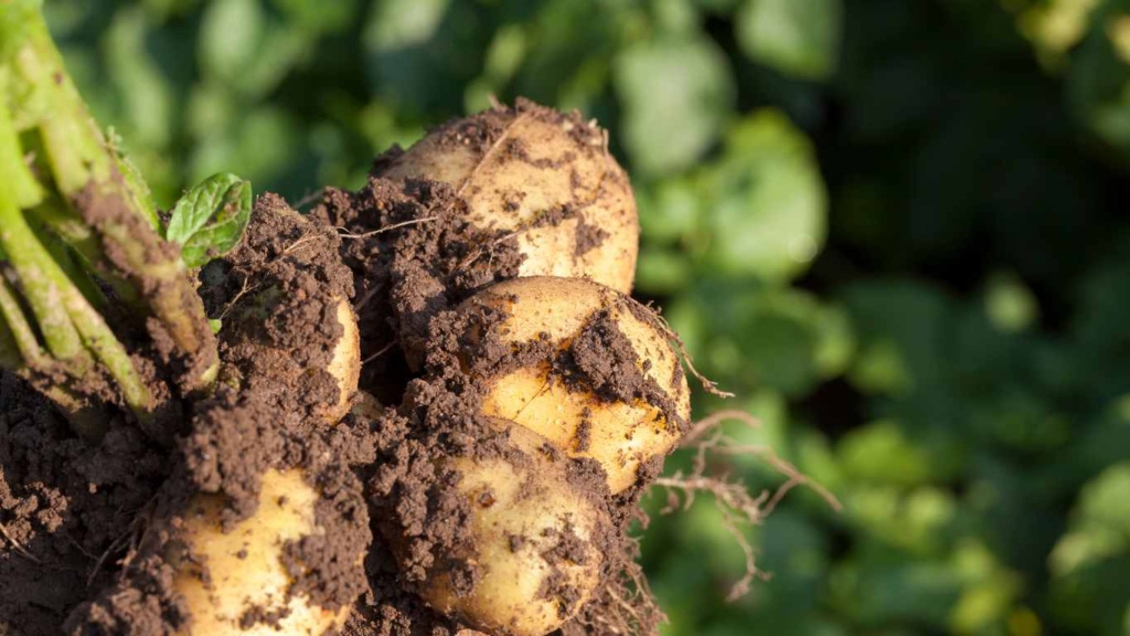 planting and growing potatoes 