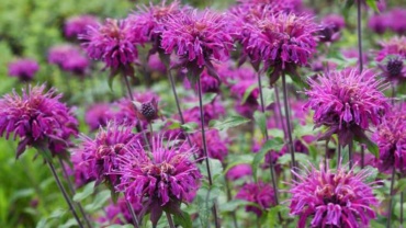 Bee Balm Guide: Planting, Growing, and Caring for Monarda PlantsBee Balm Guide: Planting, Growing, and Caring for Monarda Plants