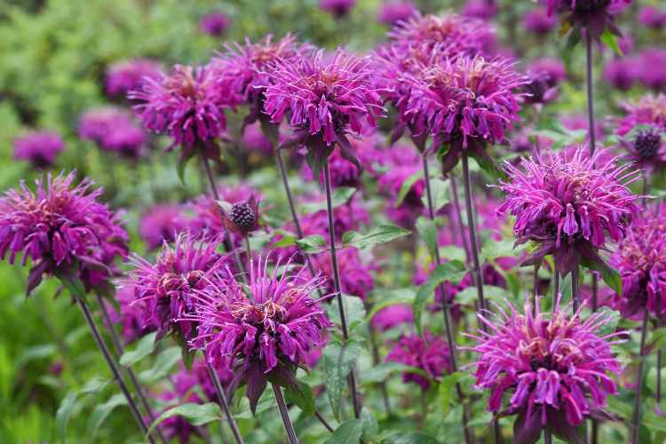 Bee Balm Guide: Planting, Growing, and Caring for Monarda PlantsBee Balm Guide: Planting, Growing, and Caring for Monarda Plants