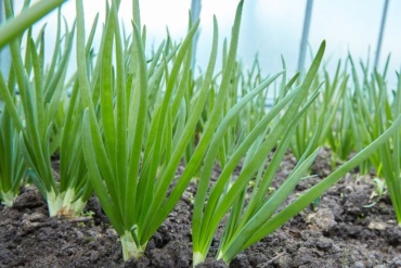 Exploring the Differences: Spring Onion vs Green Onion Culinary and