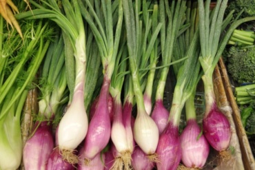 Exploring the Differences: Spring Onion vs Green Onion Culinary and