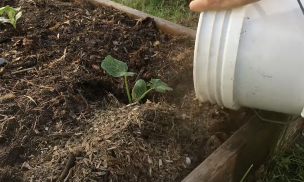 Using Wood Chips to Mulch Around Zucchini Plants