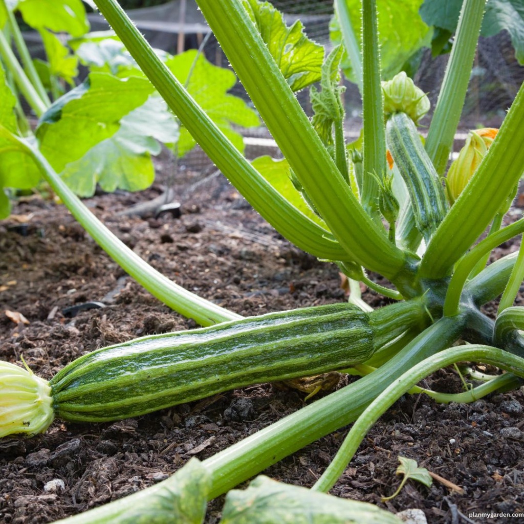 Different Types of Zucchini Plants