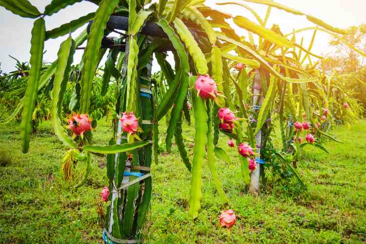 Dragon Fruit Fruit 
