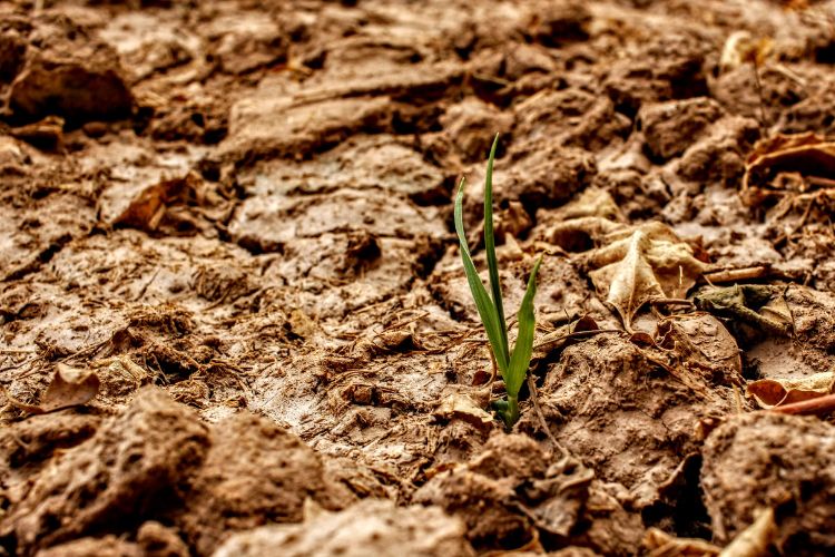 California Drought Gardening: Essential Facts for Water-Wise Gardens