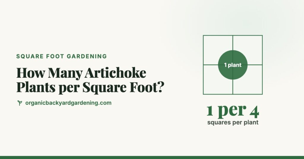 How Many Artichoke Plants per Square Foot?