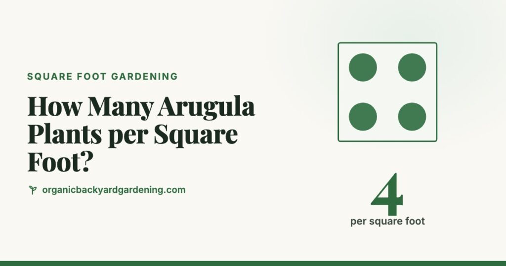 How Many Arugula Plants per Square Foot?