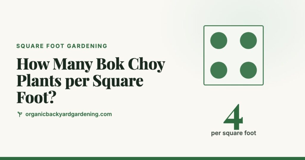 How Many Bok Choy Plants per Square Foot?