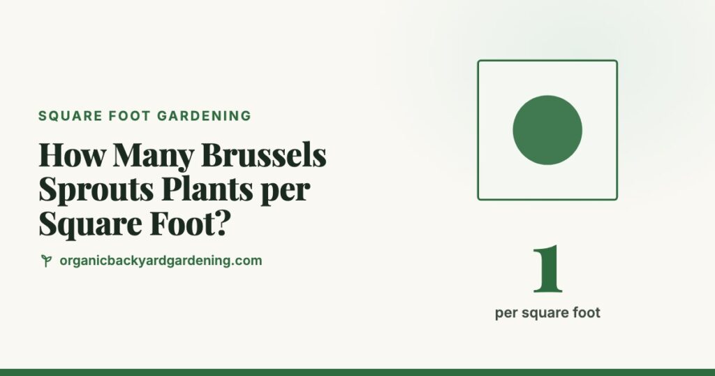 How Many Brussels Sprouts Plants per Square Foot?