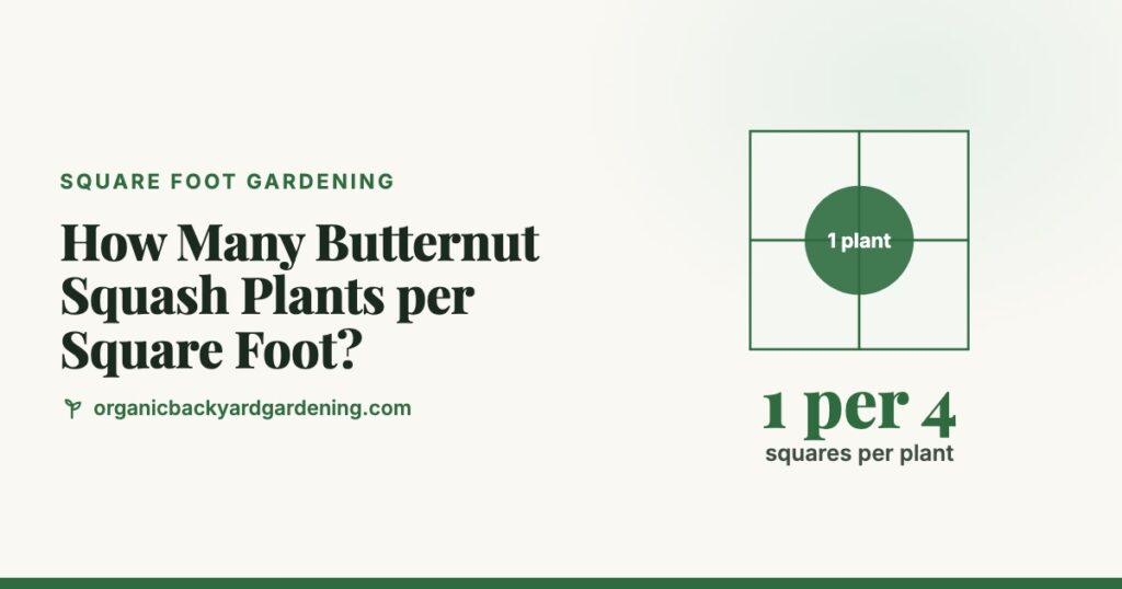 How many butternut squash plants per square foot: 1 plant per 4 squares, a 2 x 2 foot block