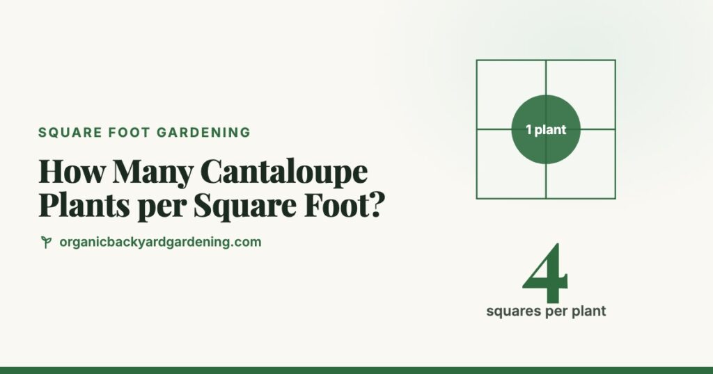 How Many Cantaloupe Plants per Square Foot?