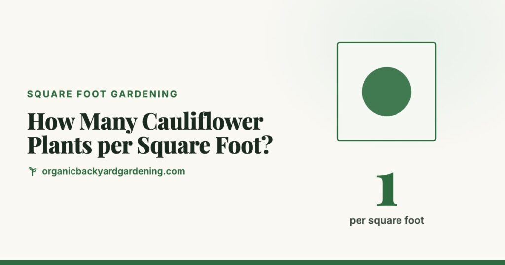 How Many Cauliflower Plants per Square Foot?