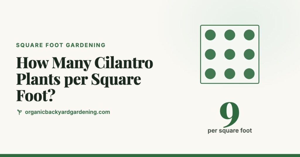 How Many Cilantro Plants per Square Foot?