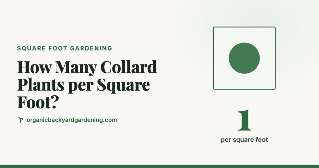 How Many Collard Plants per Square Foot?