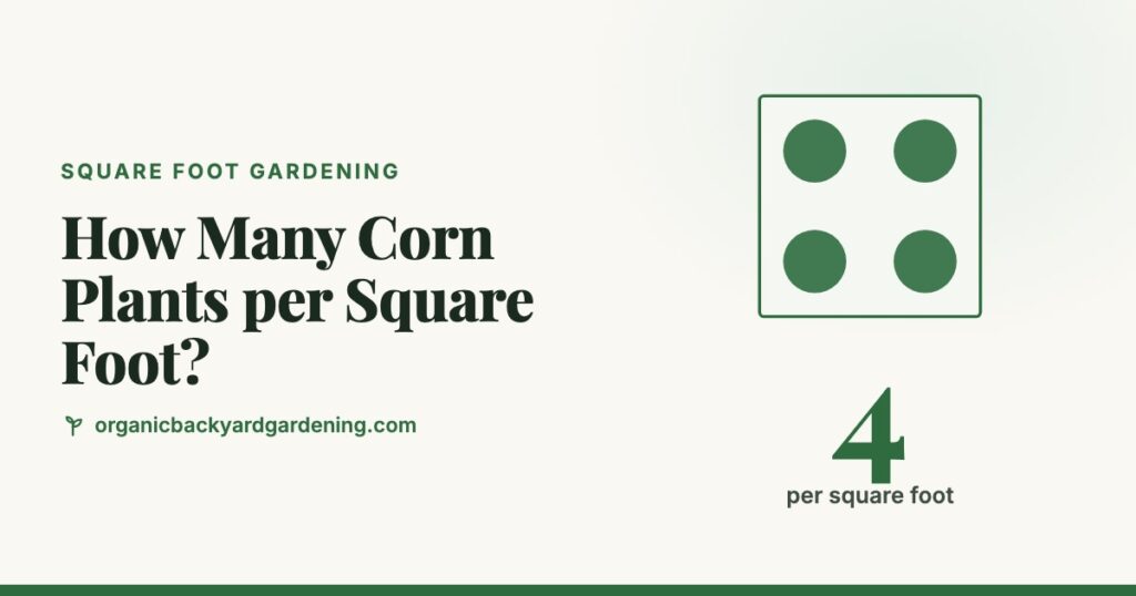 How Many Corn Plants per Square Foot?