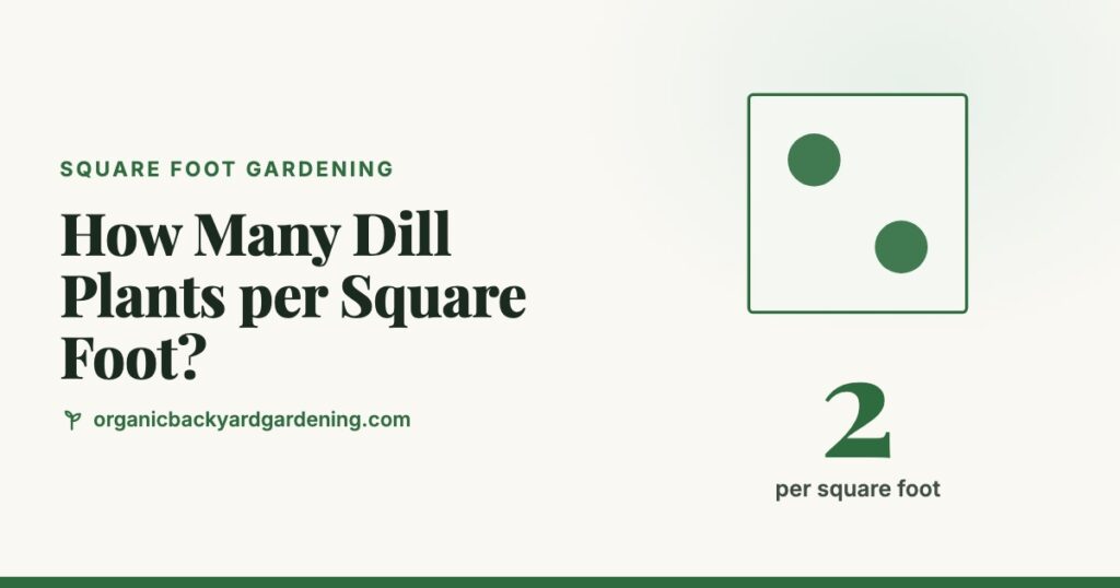 How Many Dill Plants per Square Foot?
