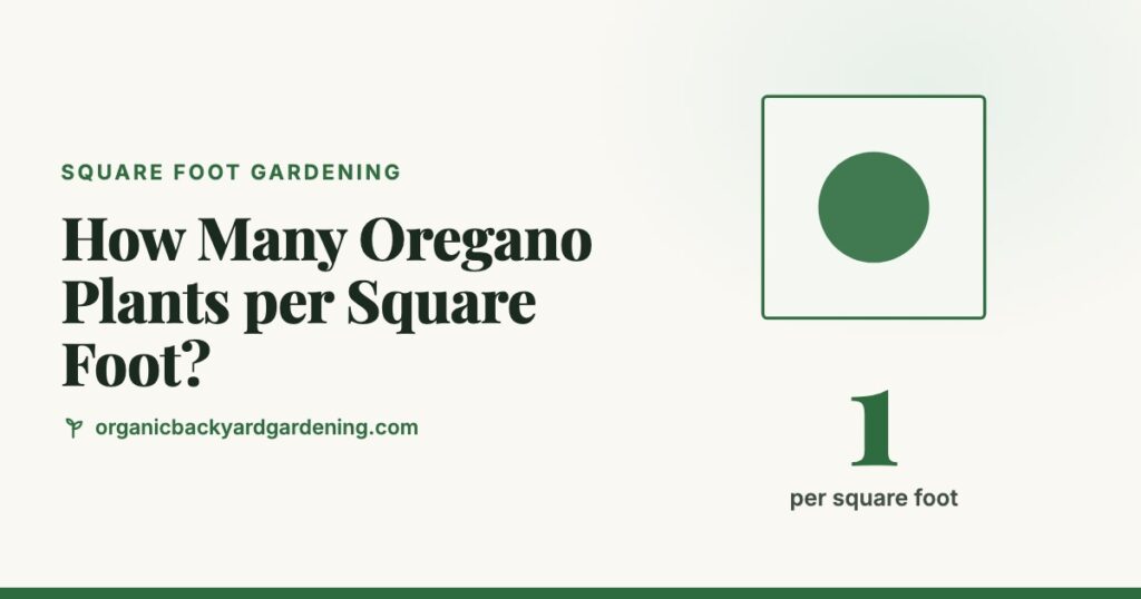 How Many Oregano Plants per Square Foot?