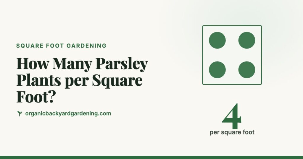 How Many Parsley Plants per Square Foot?