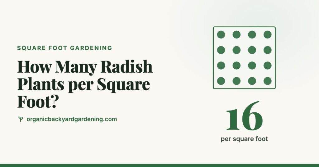 How Many Radish Plants per Square Foot?