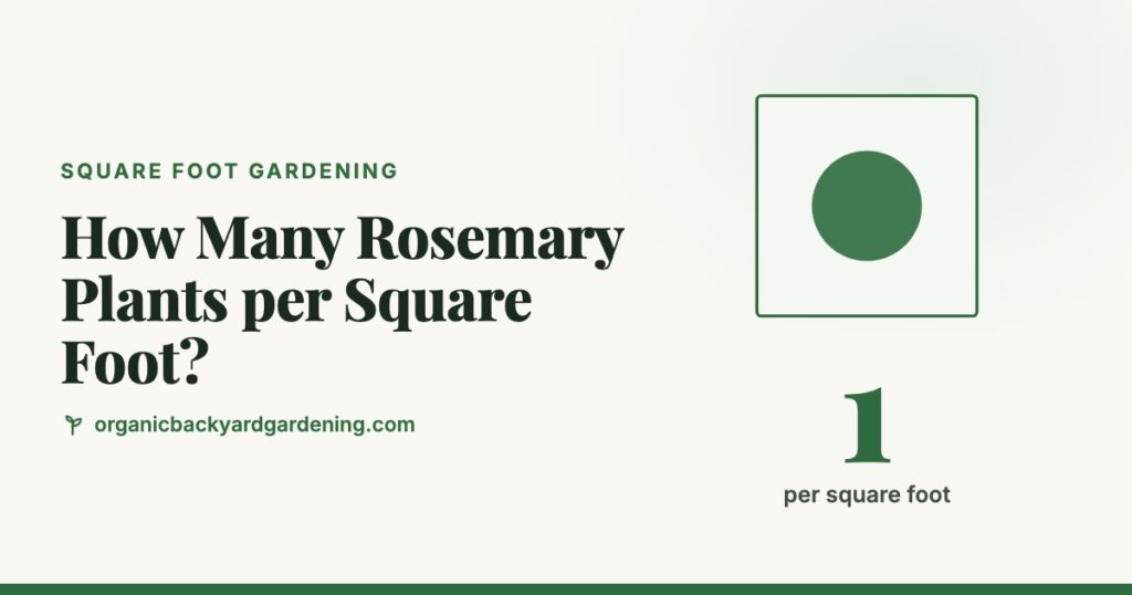 How Many Rosemary Plants per Square Foot?
