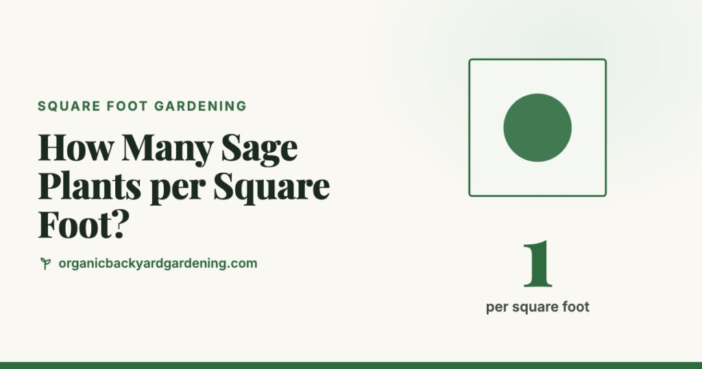 How Many Sage Plants per Square Foot?