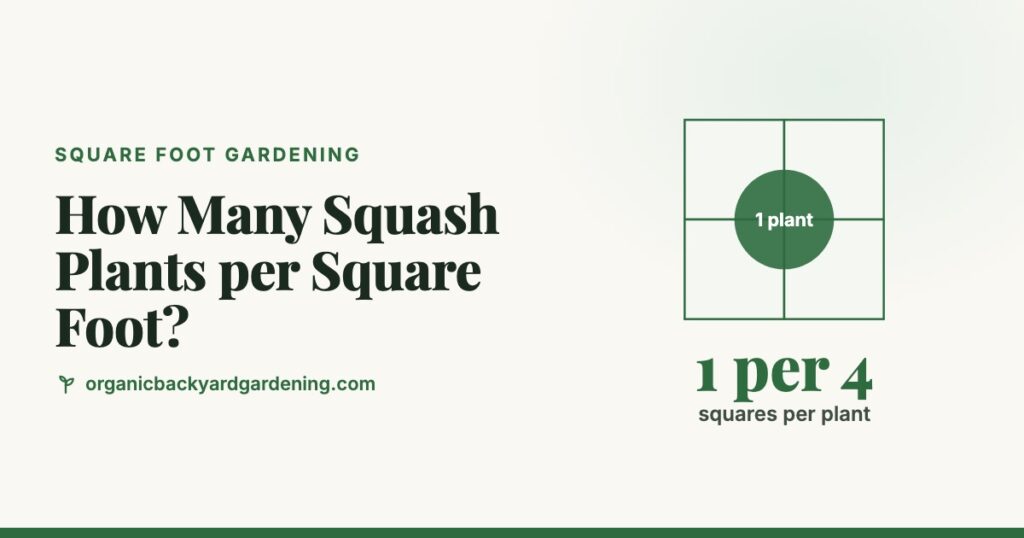 How many squash plants per square foot: 1 summer squash plant per 4 squares, a 2 x 2 foot block