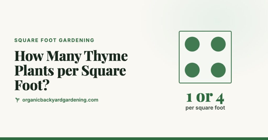 How Many Thyme Plants per Square Foot?