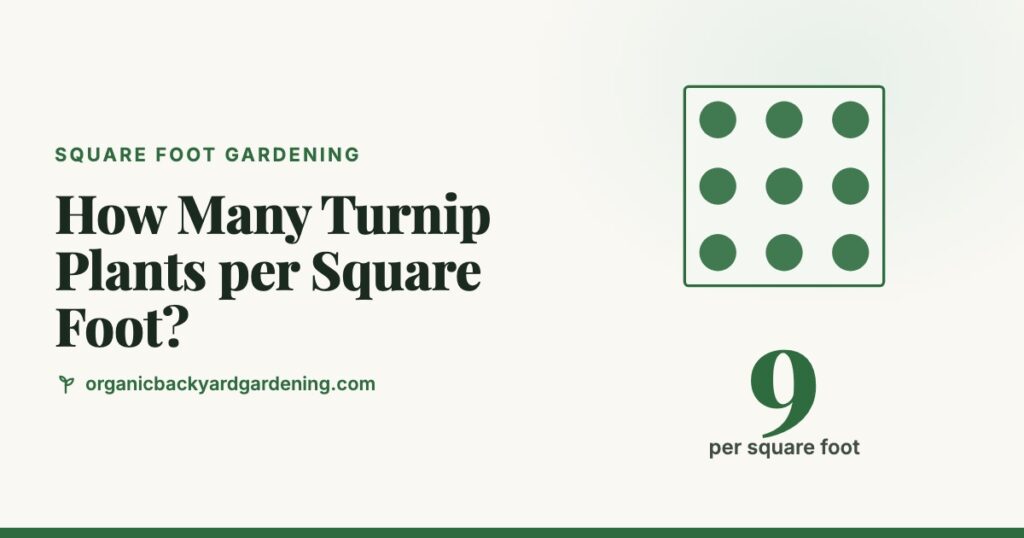 How Many Turnip Plants per Square Foot?