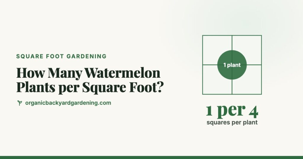 How many watermelon plants per square foot: 1 plant per 4 squares, a 2 x 2 foot block