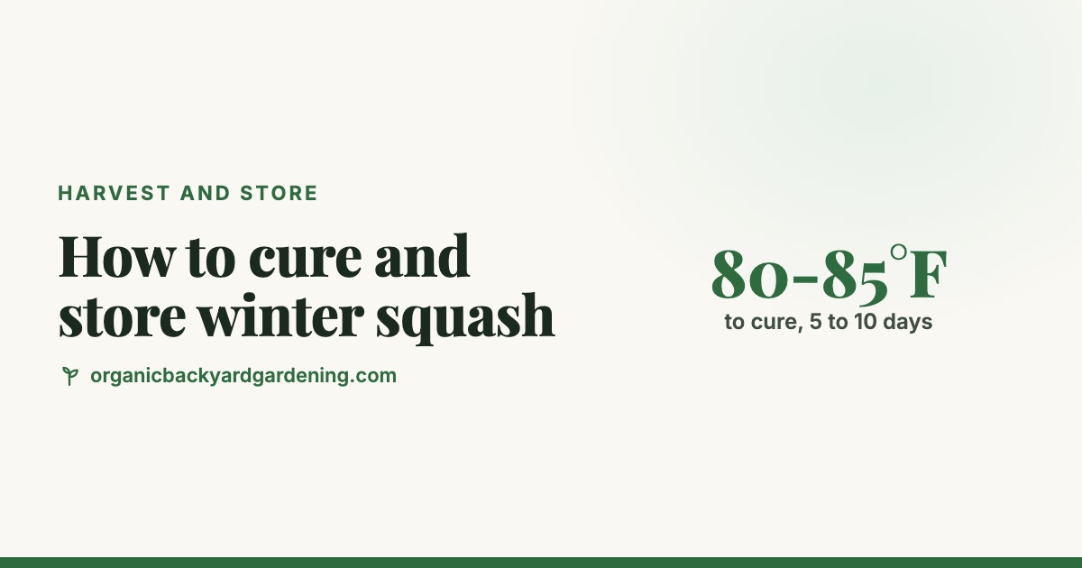 How to Cure and Store Winter Squash (Butternut, Acorn, Spaghetti and More) How to Cure and Store Winter Squash (Butternut, Acorn, Spaghetti and More)