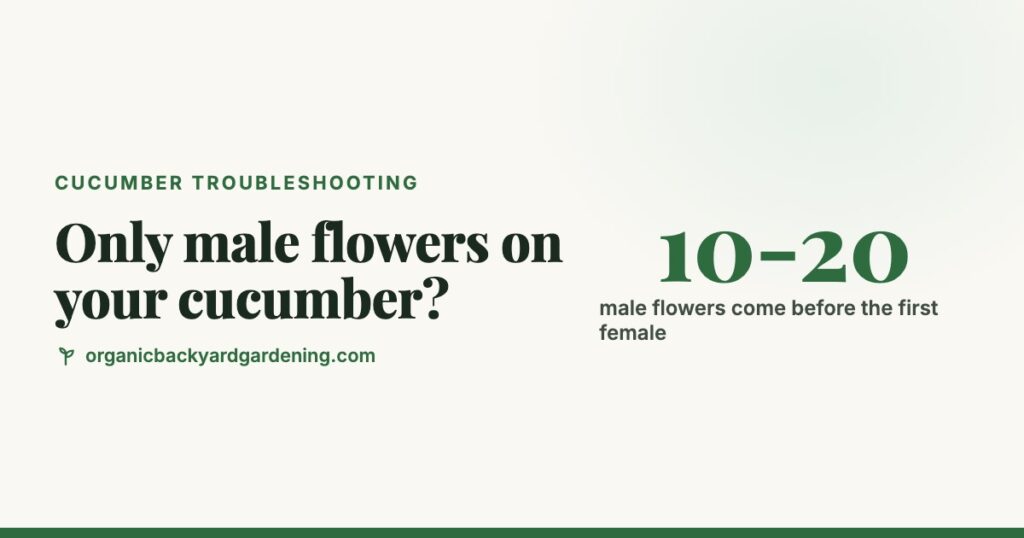 Why Your Cucumber Plant Has Only Male Flowers