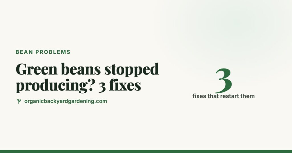 Green beans stopped producing guide card with 3 fixes