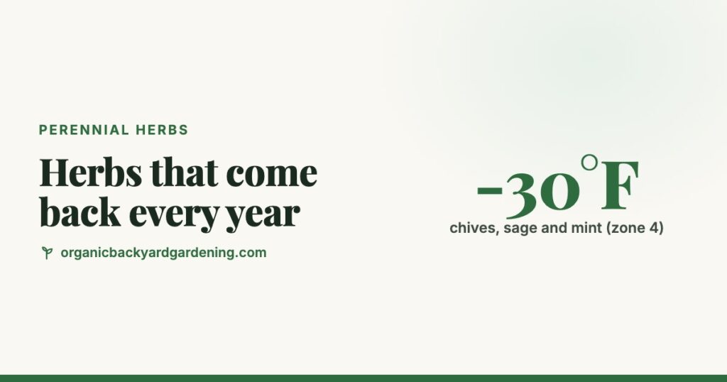 Herbs That Come Back Every Year: Perennial vs Annual Herb Chart