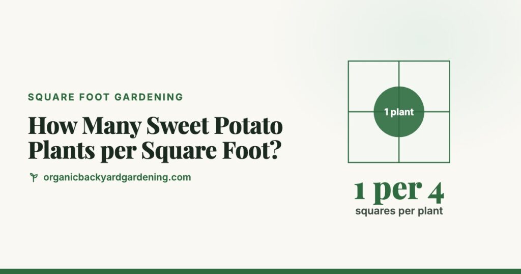 How many sweet potato plants per square foot: 1 slip per 4 squares, a 2 x 2 foot block