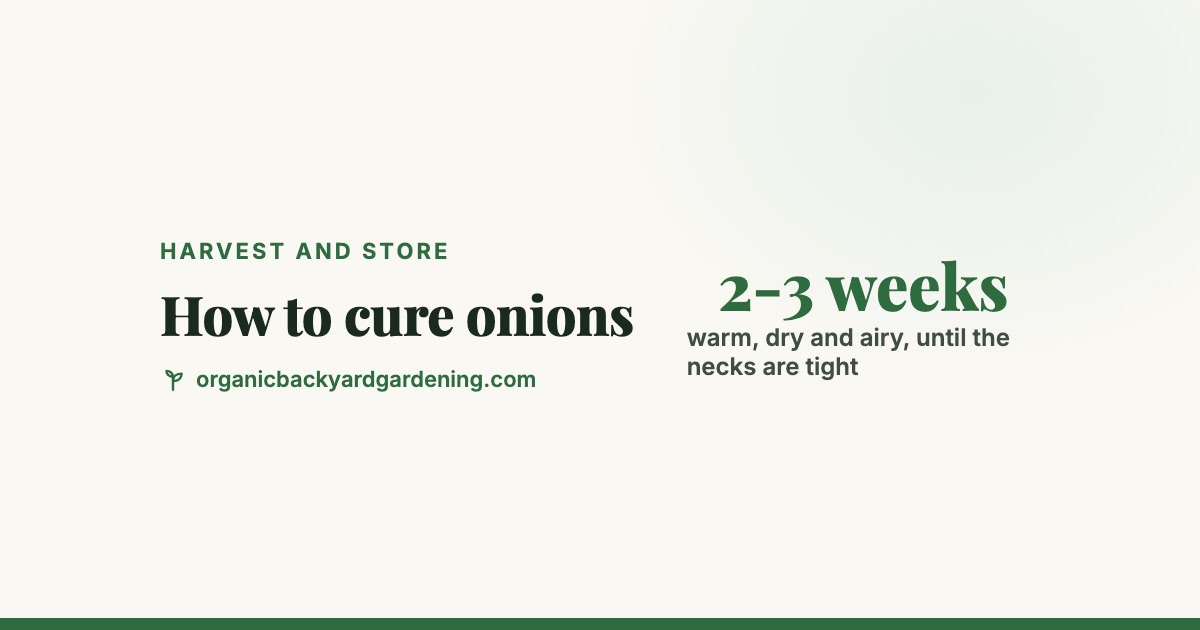 how-to-cure-onions-v2 How to Harvest, Cure and Store Onions