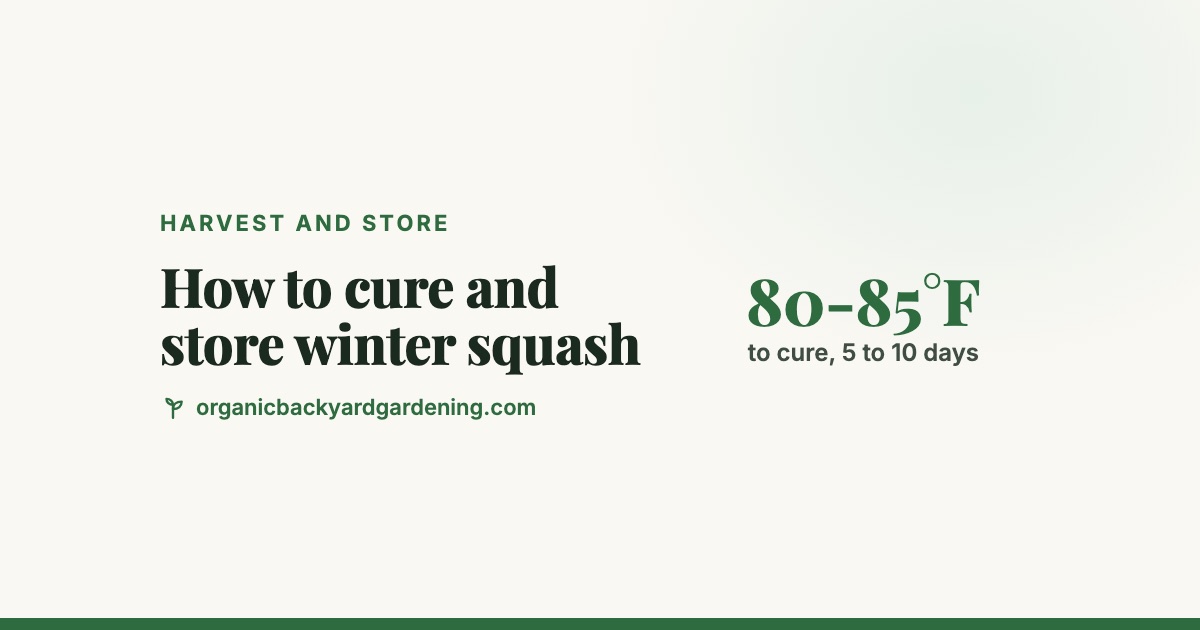 how-to-cure-winter-squash-v2 How to Cure and Store Winter Squash (Butternut, Acorn, Spaghetti and More)