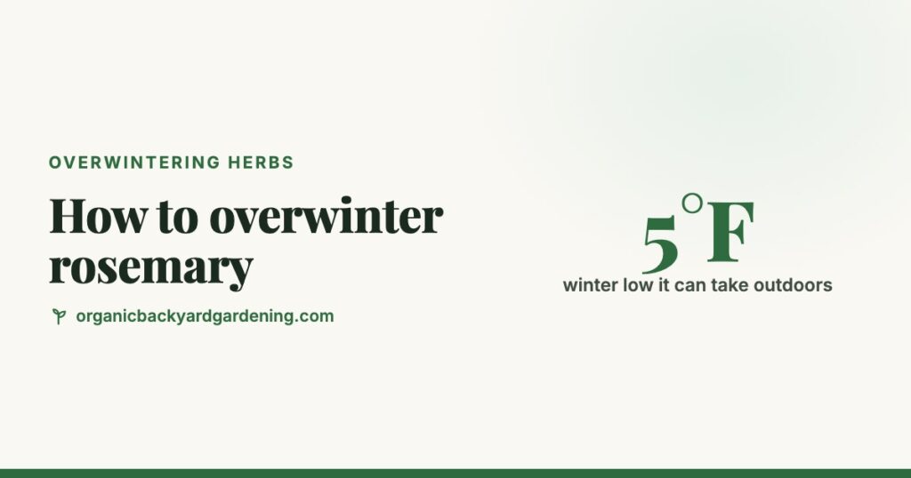 How to Overwinter Rosemary (Indoors or Outside)