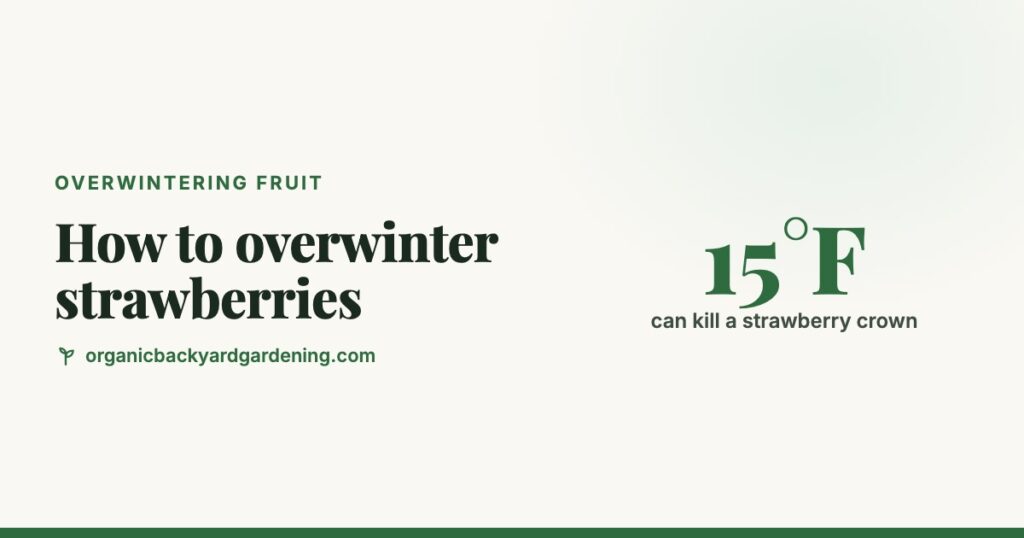 How to Overwinter Strawberries: Mulch, Pots and Raised Beds