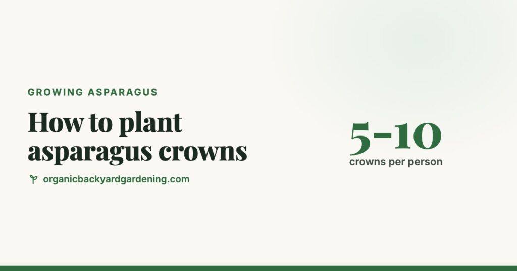 How to Plant Asparagus Crowns (Depth, Spacing, Raised Beds)
