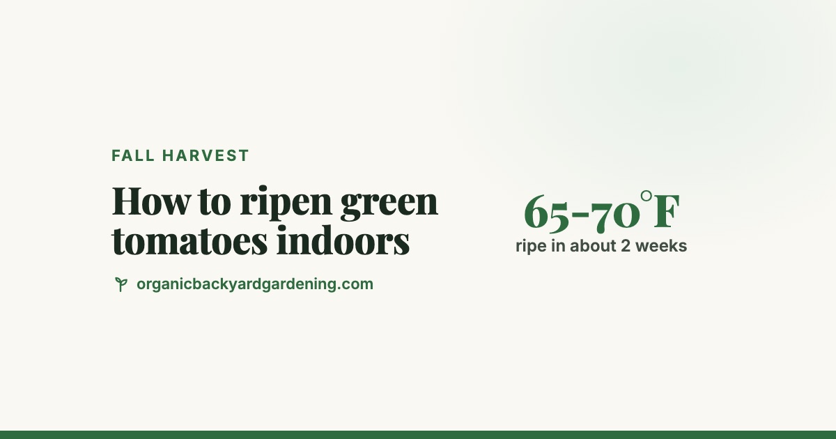 how-to-ripen-green-tomatoes-indoors-v2 How to Ripen Green Tomatoes Indoors Before (and After) Frost