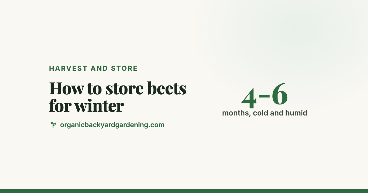 how-to-store-beets-v2 How to Store Beets for Winter: Fridge, Damp Sand or a Pit