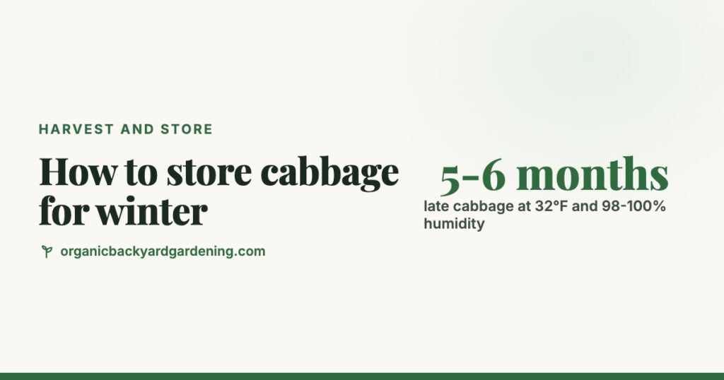 How to Store Cabbage for Winter