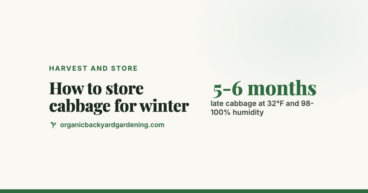 how-to-store-cabbage-v2 How to Store Cabbage for Winter