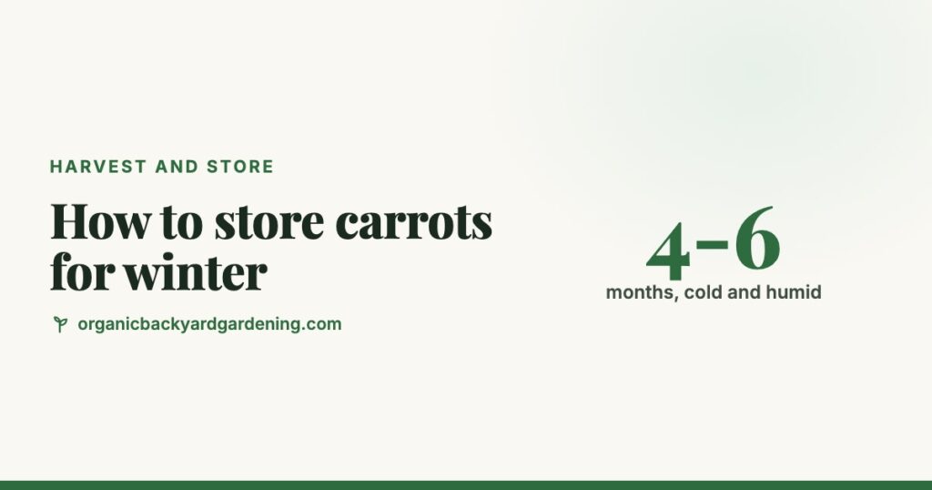 How to Store Carrots for Winter: In the Ground, in Sand or in the Fridge