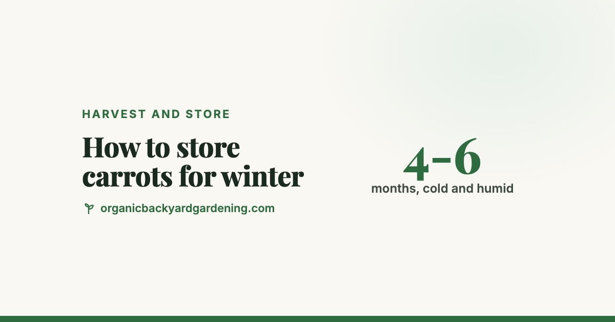 how-to-store-carrots-v2 How to Store Carrots for Winter: In the Ground, in Sand or in the Fridge