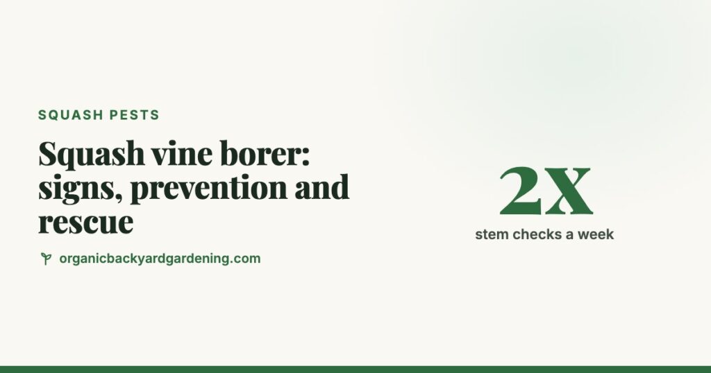 Squash vine borer guide card: signs, prevention and rescue