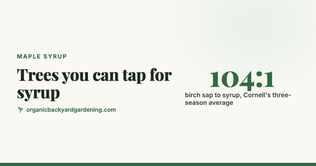 Trees You Can Tap for Syrup: Sap Sugar and Ratio by Species