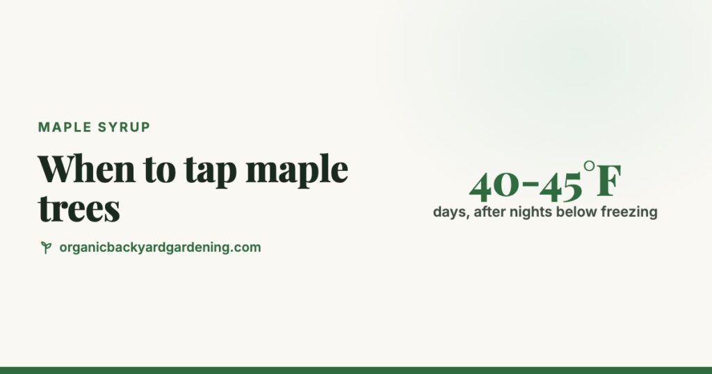 When to Tap Maple Trees: The Freeze-Thaw Rule