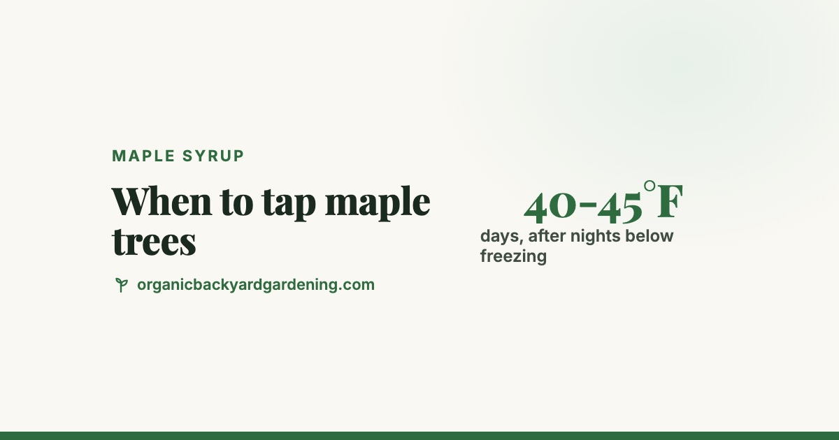 when-to-tap-maple-trees-v2 When to Tap Maple Trees: The Freeze-Thaw Rule